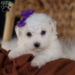 Bridget, Bichon Frise Puppy